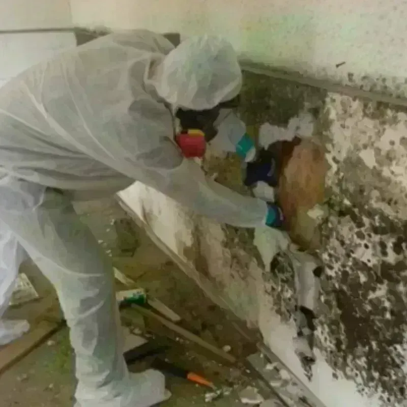 Mold Remediation and Removal in Grayson County, TX